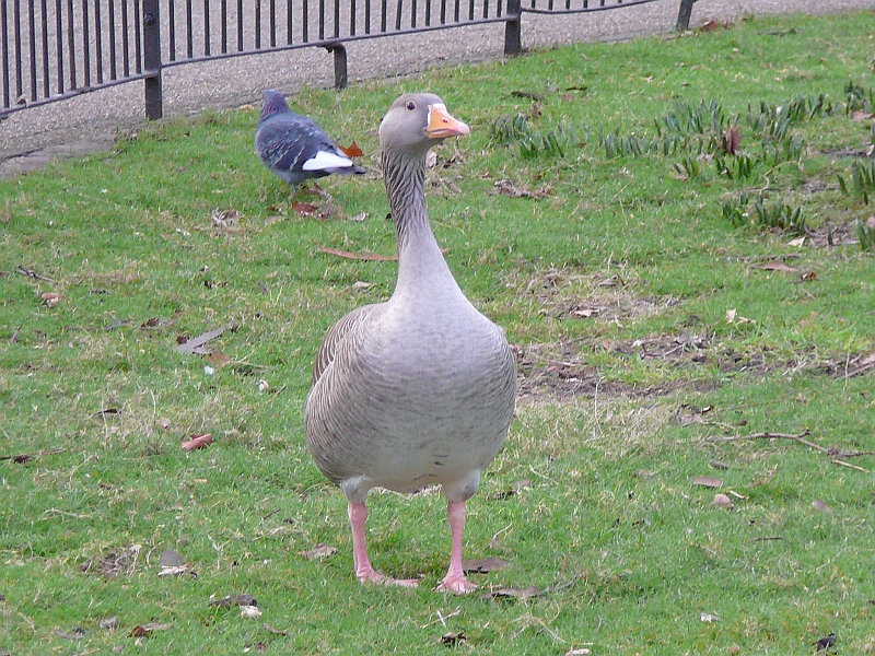 P1070432