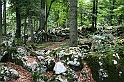 IMG_6529