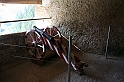 IMG_6583