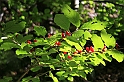 IMG_7405