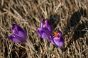 IMG_0517