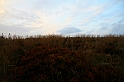 IMG_9337