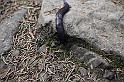 IMG_0372