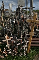 IMG_4478