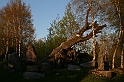 IMG_4529