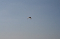 Bad Kissingen 2008 714