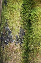 IMG_2529