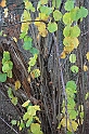 IMG_2605