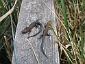 Bieszczady 2006 004