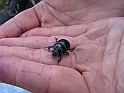 Bieszczady 2006 018