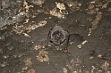Bulgaria 2008 051