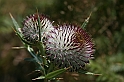 Bulgaria 2008 173